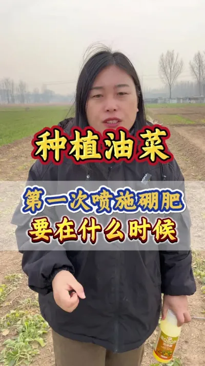 油菜硼肥应该什么时候喷施#油菜硼肥 #流体硼肥 #硼肥的功效与作用 #油菜种植管理 #油菜种植