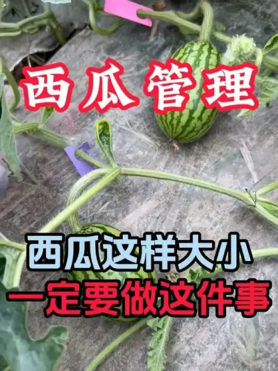 西瓜这样大小一定要做这件事 #西瓜种植 #露天西瓜 #西瓜管理 #来抖音学农技 #无限回购的宝藏单品