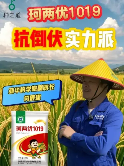 珂两优1019-抗倒伏实力派 #种之道  #水稻品种 #春耕进行时 #抗倒伏 #高产
