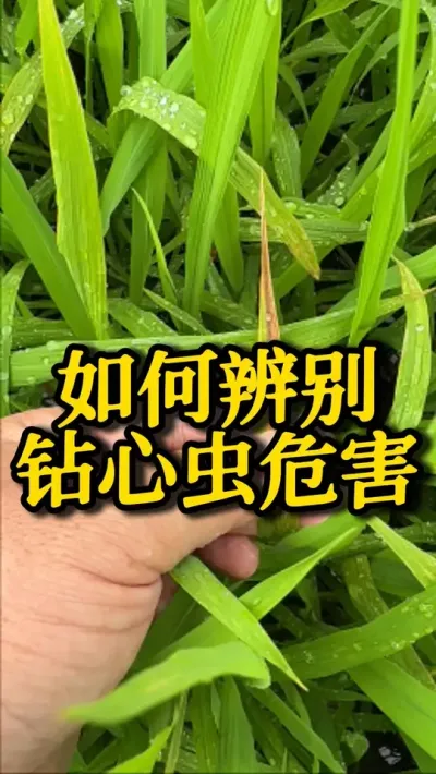 如何辨别钻心虫危害！ #种之道 #水稻种植技术 #高产 #新农人计划 #钻心虫防治