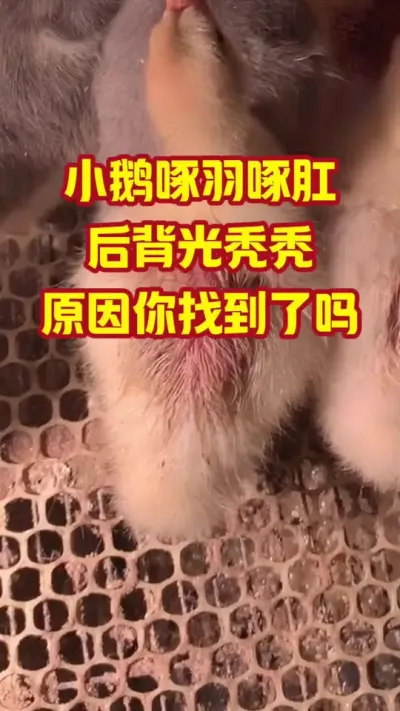 小鹅啄羽啄肛，后背光秃秃，原因你找到了吗#抖音三农#养鹅#养殖