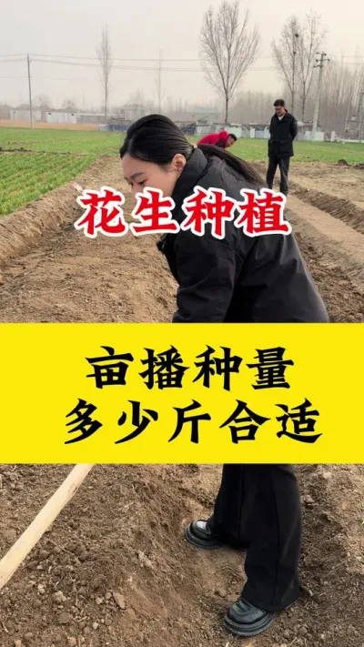花生亩播种量多少合适#花生种植 #花生播种 #花生施肥 #花生底肥 #花生颗粒硼肥