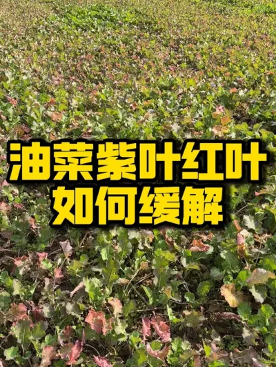 油菜出现紫叶红叶，是什么原因引起的，要如何缓解你知道吗？#抖音助农 #三农 #油菜 #种植技术推广 #肥水管理