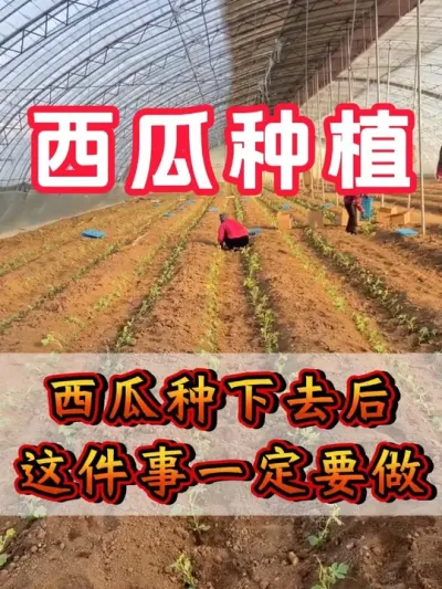 西瓜种下去这件事一定要做 #西瓜种植 #花芽分化 #西瓜坐瓜 #西瓜移栽 #西瓜管理