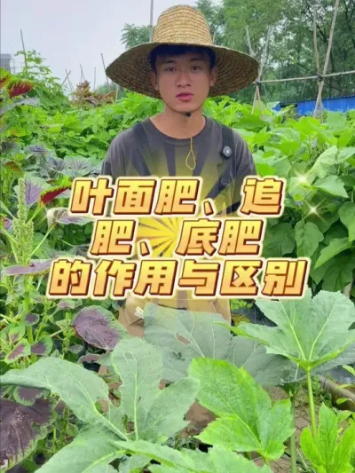 叶面肥、追肥、底肥的作用和区别是什么？ #种植小技巧 #关注我一起学种菜 #家庭种植 #种菜 #肥料