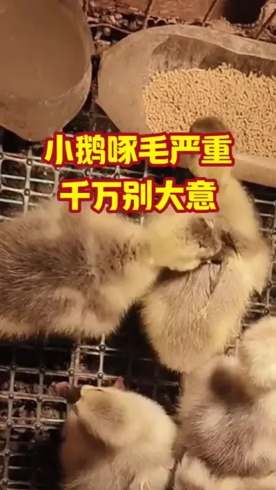 小鹅啄毛严重，千万别大意#抖音三农#养鹅#养殖