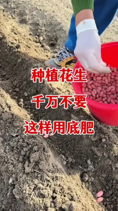 花生种植千万不要这样用底肥#花生种植 #花生底肥 #花生施肥 #花生颗粒硼肥 #花生高产种植