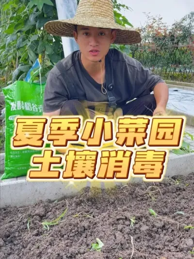 夏季小菜园如何养土？ #种植小技巧 #我的小菜园 #关注我一起学种菜 #家庭种植 #种菜