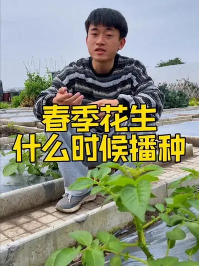 春季花生什么时候播种？后期如何管理，如何施肥？ #种植小技巧 #关注我一起学种菜 #学种菜 #自己种的纯天然的绿色蔬菜 #家庭种植