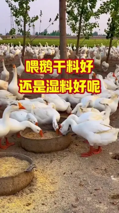 喂鹅湿料好，还是干料好呢#抖音三农#养鹅#养殖
