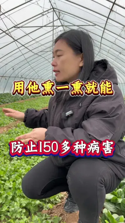 用它熏一熏大鹏蔬菜没有病害 #大棚种植 #大棚病害防治 #大棚蔬菜 #大棚烟熏剂 #蔬菜大棚