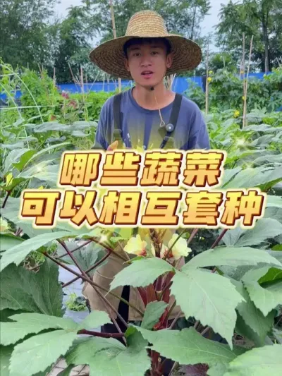 哪些蔬菜可以相互进行套种？ #种植小技巧 #关注我一起学种菜 #家庭种植 #套种 #种菜