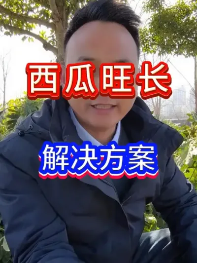 一个方法轻松解决西瓜旺长 #西瓜种植 #西瓜旺长 #西瓜坐瓜 #西瓜移栽 #西瓜管理