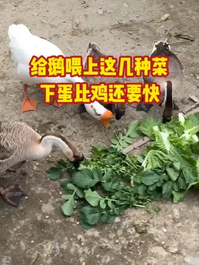 给鹅喂上这几种菜，下蛋比鸡还要快#抖音三农#养鹅#养殖