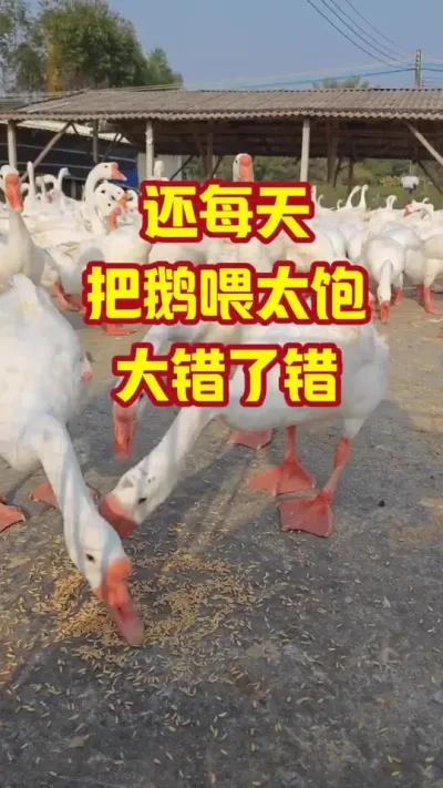 还每天把鹅，喂太饱，大错特错#抖音三农#养鹅#养殖