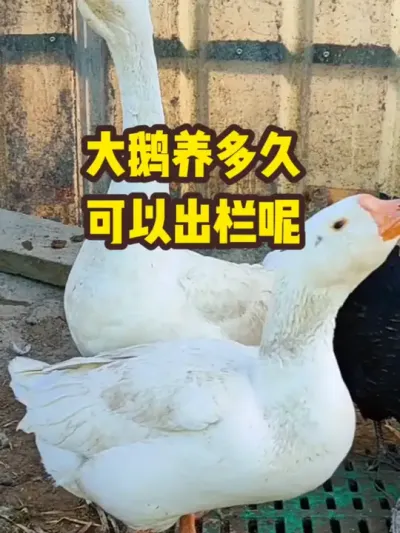 大鹅养多久，可以出栏呢#抖音三农#养殖#养鹅