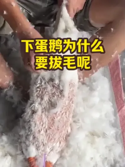 下蛋鹅为什么，要拔毛呢 #抖音三农#养鹅#养殖