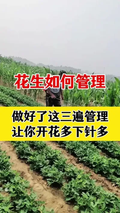 花生如何做好第一遍管理#花生种植 #花生高产 #花生种植管理 #花生高产叶面肥 #花生膨大粒粒饱