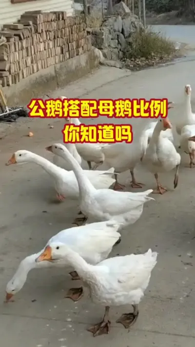 公鹅配母鹅的比例，你知道吗#三农#养鹅#养殖