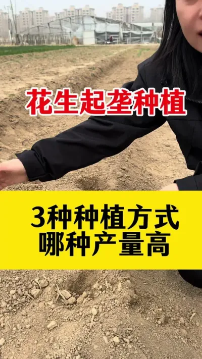 花生起垄种植，三种方法哪种更高产#花生种植 #花生起垄种植 #花生高产种植 #花生底肥 #花生颗粒硼肥