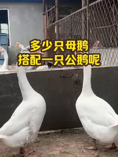 多少只母鹅，搭配一只公鹅呢#抖音三农#养殖#养鹅