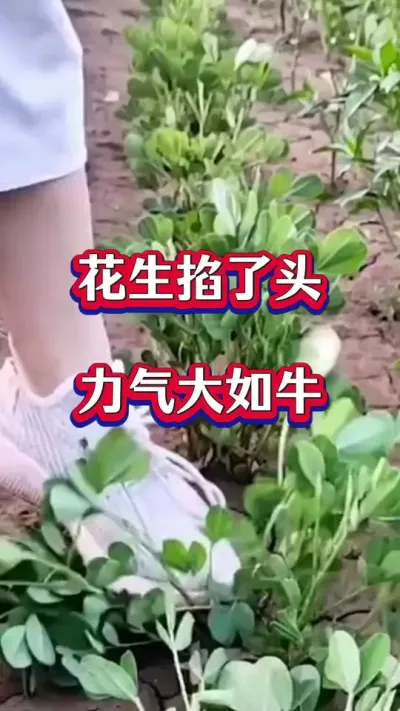 花生掐了头，力气大如牛#花生种植 #花生高产叶面肥 #花生膨大粒粒饱 #花生高产种植 #花生高产