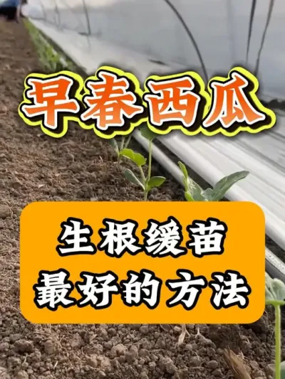 西瓜缓苗最好的方法 #西瓜种植  #西瓜缓苗  #西瓜知识  #西瓜移栽  #西瓜管理