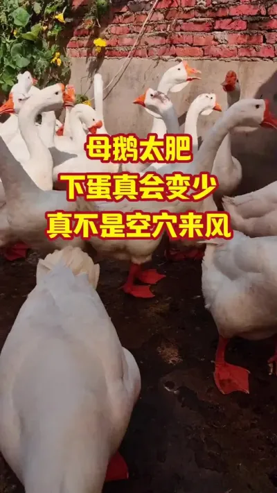 母鹅太肥，下蛋真会变少，真不是空穴来风#抖音三农#养鹅#养殖