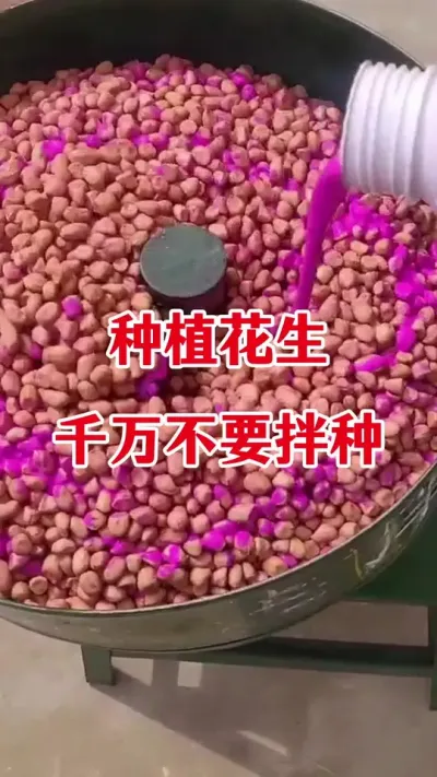 花生为什么说千万不要拌种#花生拌种 #花生种植 #花生拌种剂 #拌种剂 #花生高产