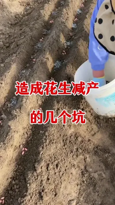 造成花生减产的几个因素#花生种植 #花生种植管理技术 #花生高产 #花生管理 #花生高产种植