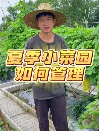 夏季小菜园应该如何管理？ #种植小技巧 #关注我一起学种菜 #家庭种植 #我的小菜园 #学种菜