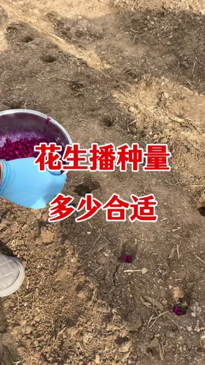 花生亩播种量多少合适#花生播种 #花生亩播种量多少斤最合适 #花生种植 #花生高产种植 #花生