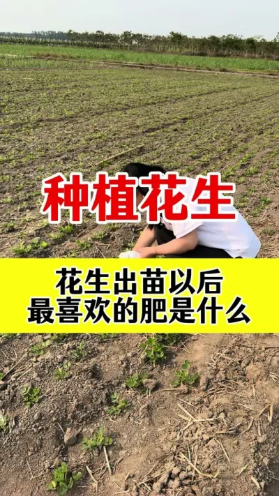 花生出苗后喜欢什么肥#花生膨大粒粒饱#花生高产叶面肥 #花生种植 #花生高产 #花生高产种植
