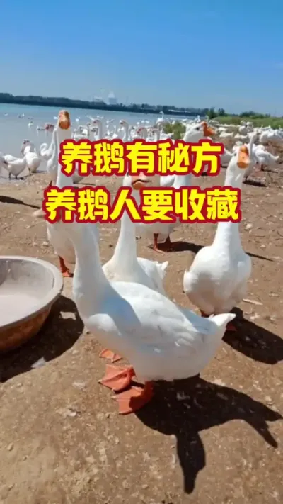 养鹅有秘方，养鹅人要收藏#抖音三农#养鹅#养殖