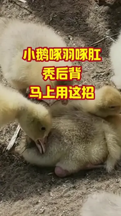 小鹅啄羽啄肛，秃后背，马上用这招#抖音三农#养鹅#养殖
