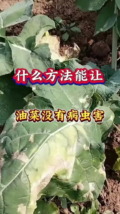 用什么方法能让油菜没有病虫害#病虫害防治 #油菜种植管理 #油菜一喷三防 #油菜病虫害防治 #油菜高产种植