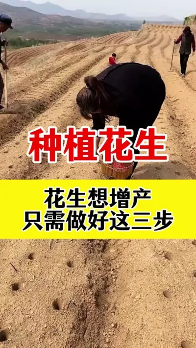 花生高产三步走#花生种植 #花生高产种植 #花生高产 #花生的种植方法 #花生种植管理技术