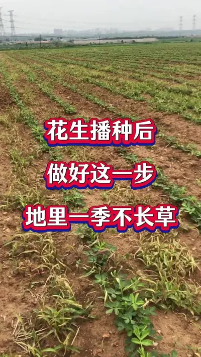 花生苗前封闭除草配方#花生种植 #花生苗前封闭除草剂 #苗前封闭 #除草剂 #花生高产种植