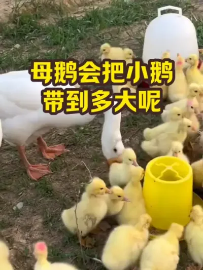 母鹅会把小鹅，带到多大呢#三农#养鹅#养殖