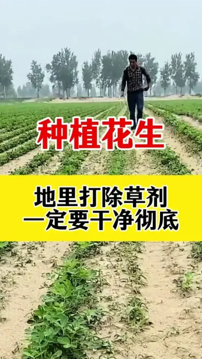 花生苗后专用除草配方，安全除草不伤苗#花生种植 #花生苗后除草剂 #花生苗后专用除草剂 #除草剂 #苗后除草剂