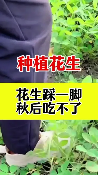花生高产种植管理#花生种植 #花生高产叶面肥 #花生高产全程模式化管理 #花生高产 #花生膨大粒粒饱