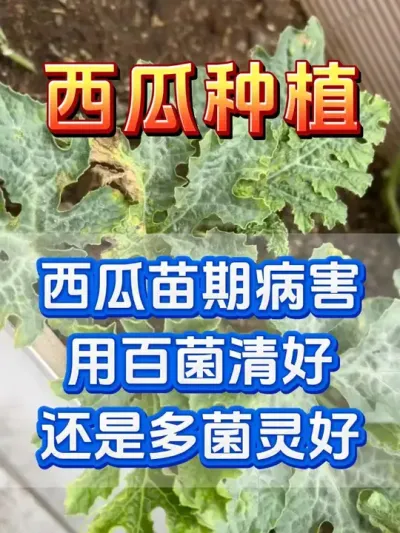 西瓜苗期病害用百菌清还是多菌灵 #西瓜种植 #花芽分化 #西瓜坐瓜 #西瓜移栽 #西瓜管理