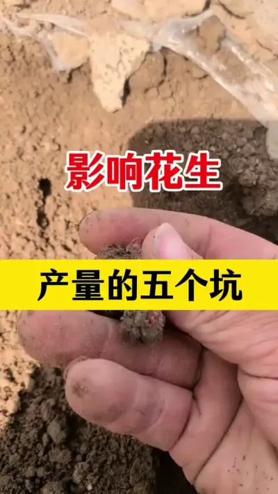 影响花生产量的因素#花生种植#花生种植注意事项 #花生播种 #花生种植管理技术 #花生高产种植