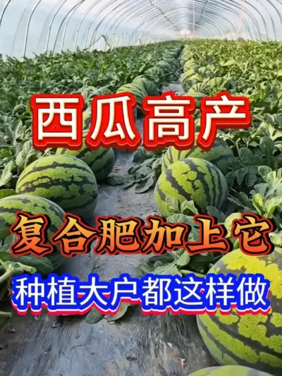 西瓜底肥用3个17还是3个15 #西瓜种植 #西瓜底肥 #促花保果 #西瓜移栽 #西瓜管理