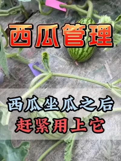 西瓜坐瓜后赶紧用上它 #西瓜种植 #膨大增甜 #露天西瓜 #西瓜管理 #助力农业