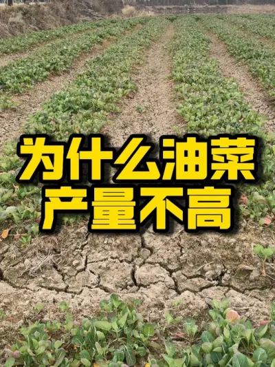 油菜产量不高，主要是因为土地利用率不够#三农 #油菜 #种植技术推广 #种田大户 #高产