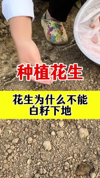 花生白籽下地的危害#花生种植 #花生拌种剂 #花生拌种 #花生高产种植 #拌种剂