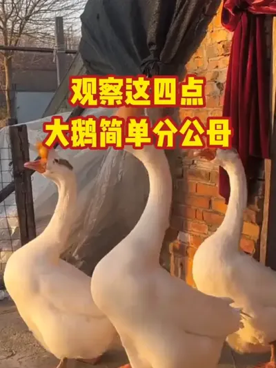 观察这四点，大鹅简单分公母#抖音三农#养鹅#养殖