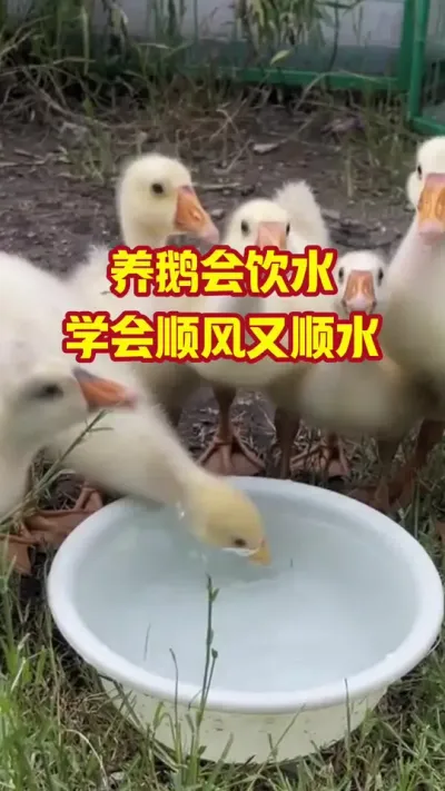 养鹅会饮水，学会顺风又顺水#抖音三农#养鹅#养殖