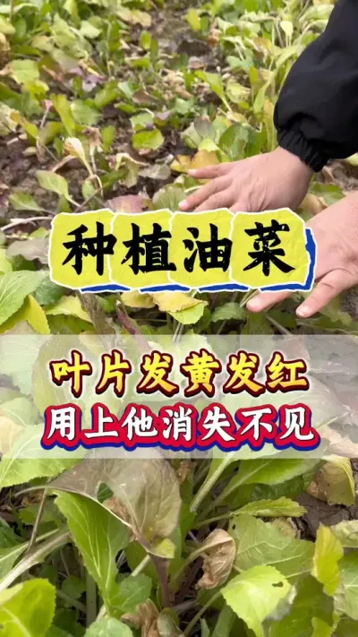 油菜黄叶红叶一喷就绿#油菜黄叶红叶一喷灵 #油菜黄叶红叶 #油菜高产种植 #油菜高产种植 #油菜高产专用肥